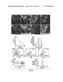 HUMAN ENDOCRINE PROGENITORS FROM ADULT PANCREATIC TISSUE diagram and image