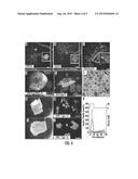 HUMAN ENDOCRINE PROGENITORS FROM ADULT PANCREATIC TISSUE diagram and image