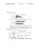 FOXM1 PEPTIDE AND MEDICINAL AGENT COMPRISING THE SAME diagram and image