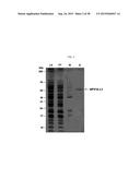 HIGH EFFICIENCY METHOD FOR PURIFYING HUMAN PAPILLOMAVIRUS VIRUS-LIKE     PARTICLES diagram and image