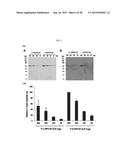 HIGH EFFICIENCY METHOD FOR PURIFYING HUMAN PAPILLOMAVIRUS VIRUS-LIKE     PARTICLES diagram and image