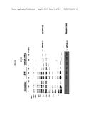 HIGH EFFICIENCY METHOD FOR PURIFYING HUMAN PAPILLOMAVIRUS VIRUS-LIKE     PARTICLES diagram and image