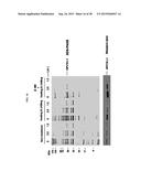 HIGH EFFICIENCY METHOD FOR PURIFYING HUMAN PAPILLOMAVIRUS VIRUS-LIKE     PARTICLES diagram and image