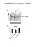 HIGH EFFICIENCY METHOD FOR PURIFYING HUMAN PAPILLOMAVIRUS VIRUS-LIKE     PARTICLES diagram and image