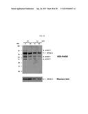 HIGH EFFICIENCY METHOD FOR PURIFYING HUMAN PAPILLOMAVIRUS VIRUS-LIKE     PARTICLES diagram and image