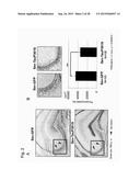 VACCINE FOR TREATMENT OF TAUTOPATHY diagram and image