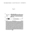 VACCINE FOR TREATMENT OF TAUTOPATHY diagram and image