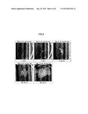 CELL CULTURE METHOD, CELL CULTURE MEMBER, AND CELL CULTURE APPARATUS diagram and image