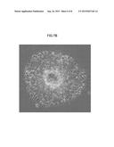 CELL CULTURE METHOD, CELL CULTURE MEMBER, AND CELL CULTURE APPARATUS diagram and image