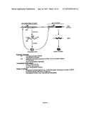 TRANSLATIONAL ENHANCER-ELEMENT DEPENDENT VECTOR SYSTEMS diagram and image