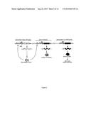 TRANSLATIONAL ENHANCER-ELEMENT DEPENDENT VECTOR SYSTEMS diagram and image