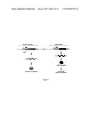 TRANSLATIONAL ENHANCER-ELEMENT DEPENDENT VECTOR SYSTEMS diagram and image