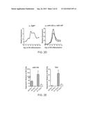 METHODS AND COMPOSITIONS FOR MODULATING ANGIOGENESIS diagram and image