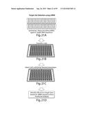 RNA INTERFERENCE MEDIATED INHIBITION OF GENE EXPRESSION USING CHEMICALLY     MODIFIED SHORT INTERFERING NUCLEIC ACID (siNA) diagram and image