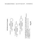 RNA INTERFERENCE MEDIATED INHIBITION OF GENE EXPRESSION USING CHEMICALLY     MODIFIED SHORT INTERFERING NUCLEIC ACID (siNA) diagram and image