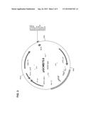 IMMUNOSTIMULATORY PLASMIDS diagram and image