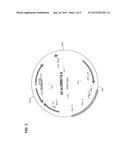 IMMUNOSTIMULATORY PLASMIDS diagram and image