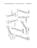 ANTISENSE ANTIVIRAL COMPOUND AND METHOD FOR TREATING ss/RNA VIRAL     INFECTION diagram and image