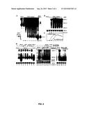 RNA SILENCING IN ANIMALS AS AN ANTIVIRAL DEFENSE diagram and image