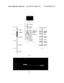 HEAT-RESISTANCE RICE GENE OSZFP, SCREENING MARKER AND SEPARATION METHOD     THEREOF diagram and image