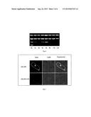 HEAT-RESISTANCE RICE GENE OSZFP, SCREENING MARKER AND SEPARATION METHOD     THEREOF diagram and image