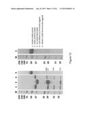 Assay for Screening of Anti-Viral Compounds That Inhibit Specific     Interaction Interfaces Between Cullin5 and an ElonginB/ElonginC/     CBF-beta/HIV-1 Vif Complex diagram and image