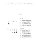 METHOD FOR TESTING FOR NEPHRITIS-LESION SITES AND REAGENT THEREFOR diagram and image