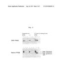 METHOD FOR TESTING FOR NEPHRITIS-LESION SITES AND REAGENT THEREFOR diagram and image