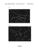 Crystal Structure of Queuosine Biosynthesis Enzyme QueF Bound to Substrate     PreQ0 diagram and image