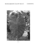 Colocasia Plant Named  Morning Dew  diagram and image