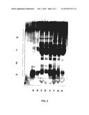 METHOD FOR THE DETOXIFICATION OF GLUETN PROTEINS FROM GRAINS OF CEREAL diagram and image