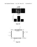 Na/K-ATPase Ligands, Ouabain Antagonists, Assays and Uses Thereof diagram and image