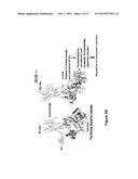 Na/K-ATPase Ligands, Ouabain Antagonists, Assays and Uses Thereof diagram and image