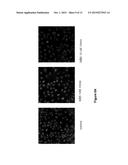 Na/K-ATPase Ligands, Ouabain Antagonists, Assays and Uses Thereof diagram and image