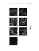 Na/K-ATPase Ligands, Ouabain Antagonists, Assays and Uses Thereof diagram and image