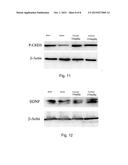 Pharmaceutical Composition for Increasing Content and Availability of     Cyclic Adenosine Monophosphate in a Body and Preparation Thereof diagram and image