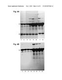 PILUS PROTEINS AND COMPOSITIONS diagram and image