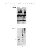 PILUS PROTEINS AND COMPOSITIONS diagram and image