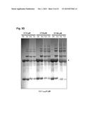 PILUS PROTEINS AND COMPOSITIONS diagram and image