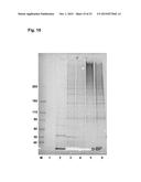 PILUS PROTEINS AND COMPOSITIONS diagram and image