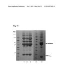 PILUS PROTEINS AND COMPOSITIONS diagram and image