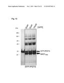 PILUS PROTEINS AND COMPOSITIONS diagram and image