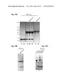 PILUS PROTEINS AND COMPOSITIONS diagram and image