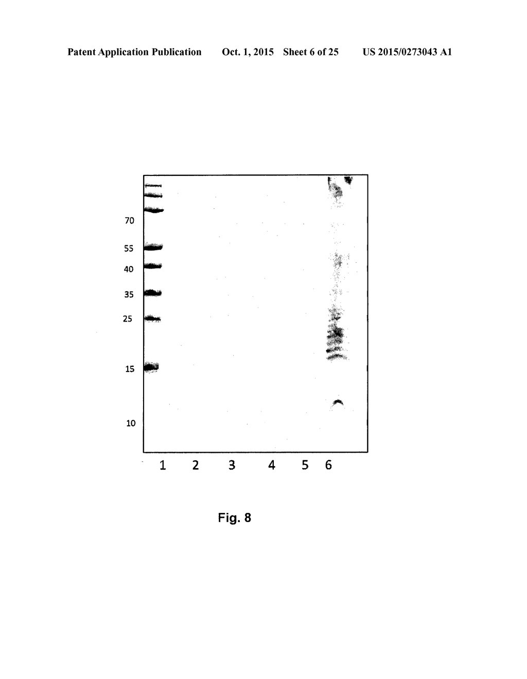 PRODUCTION OF RECOMBINANT VACCINE IN E.COLI BY ENZYMATIC CONJUGATION - diagram, schematic, and image 07