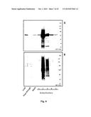 PRODUCTION OF RECOMBINANT VACCINE IN E.COLI BY ENZYMATIC CONJUGATION diagram and image