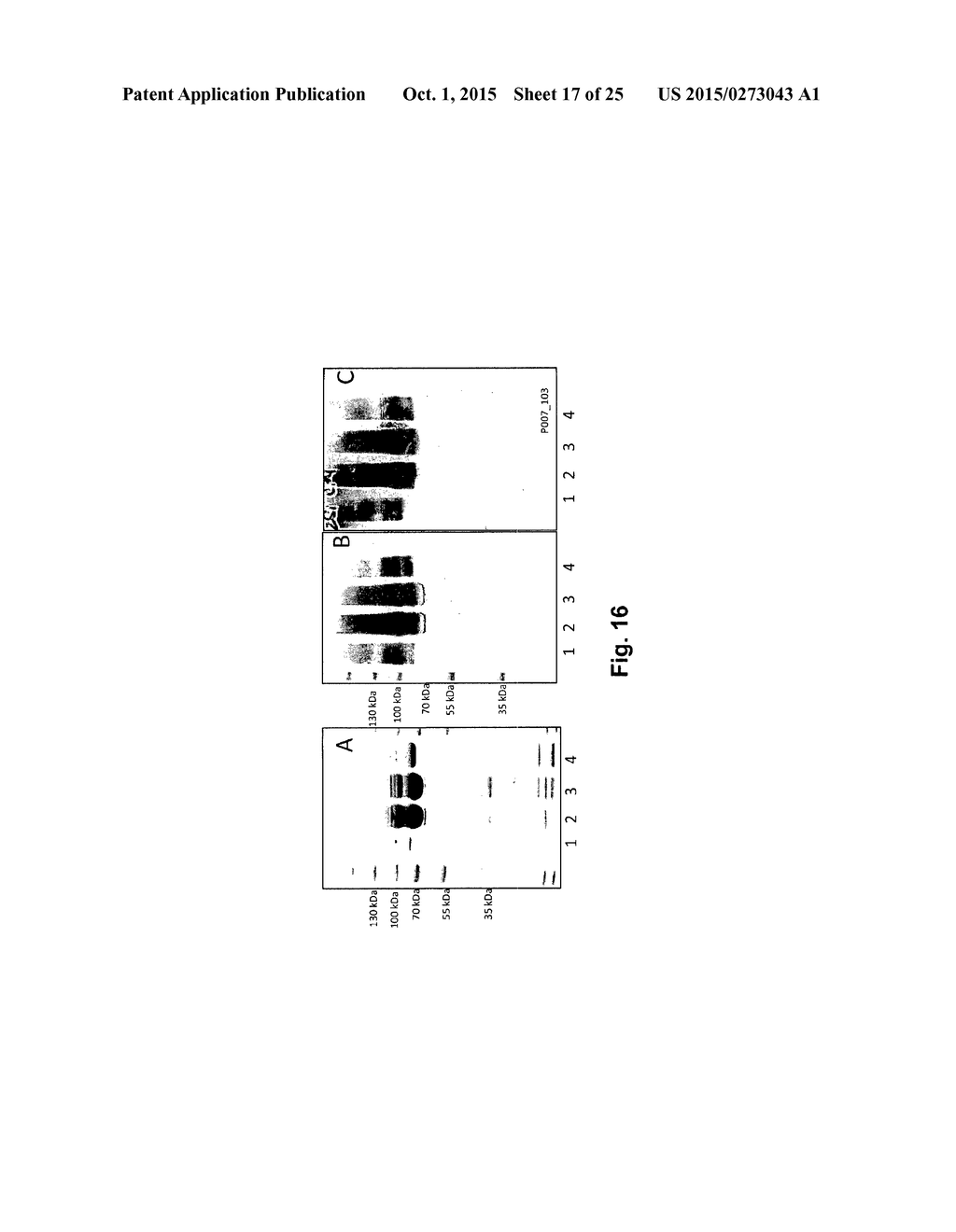 PRODUCTION OF RECOMBINANT VACCINE IN E.COLI BY ENZYMATIC CONJUGATION - diagram, schematic, and image 18