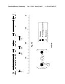 PRODUCTION OF RECOMBINANT VACCINE IN E.COLI BY ENZYMATIC CONJUGATION diagram and image