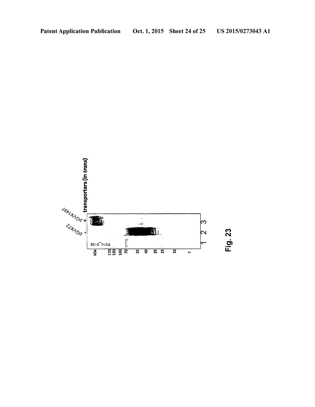 PRODUCTION OF RECOMBINANT VACCINE IN E.COLI BY ENZYMATIC CONJUGATION - diagram, schematic, and image 25