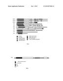 Formulations for Non-invasive Delivery of Active Proteins to an Animal or     Human diagram and image