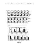 Improved Human Herpesvirus Immunotherapy diagram and image